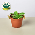 Carnivorous 'Monkey Cup' Plant - Garden Gets