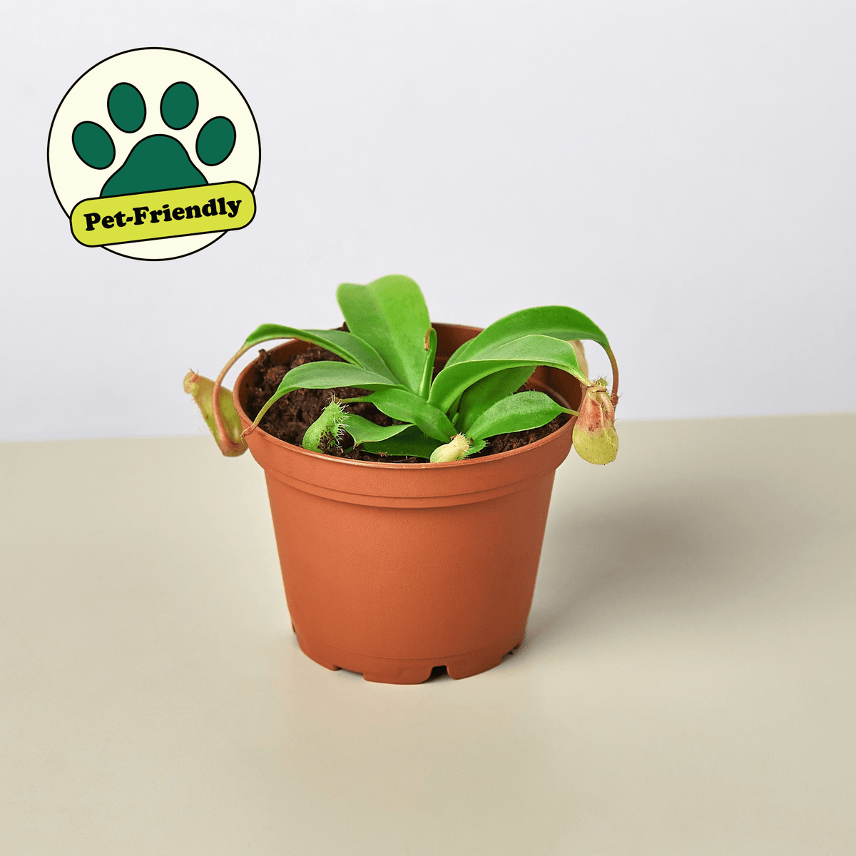 Carnivorous 'Monkey Cup' Plant - Garden Gets