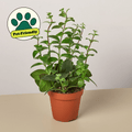 Lipstick Plant - Garden Gets
