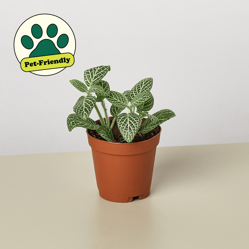 Fittonia 'White' - Garden Gets