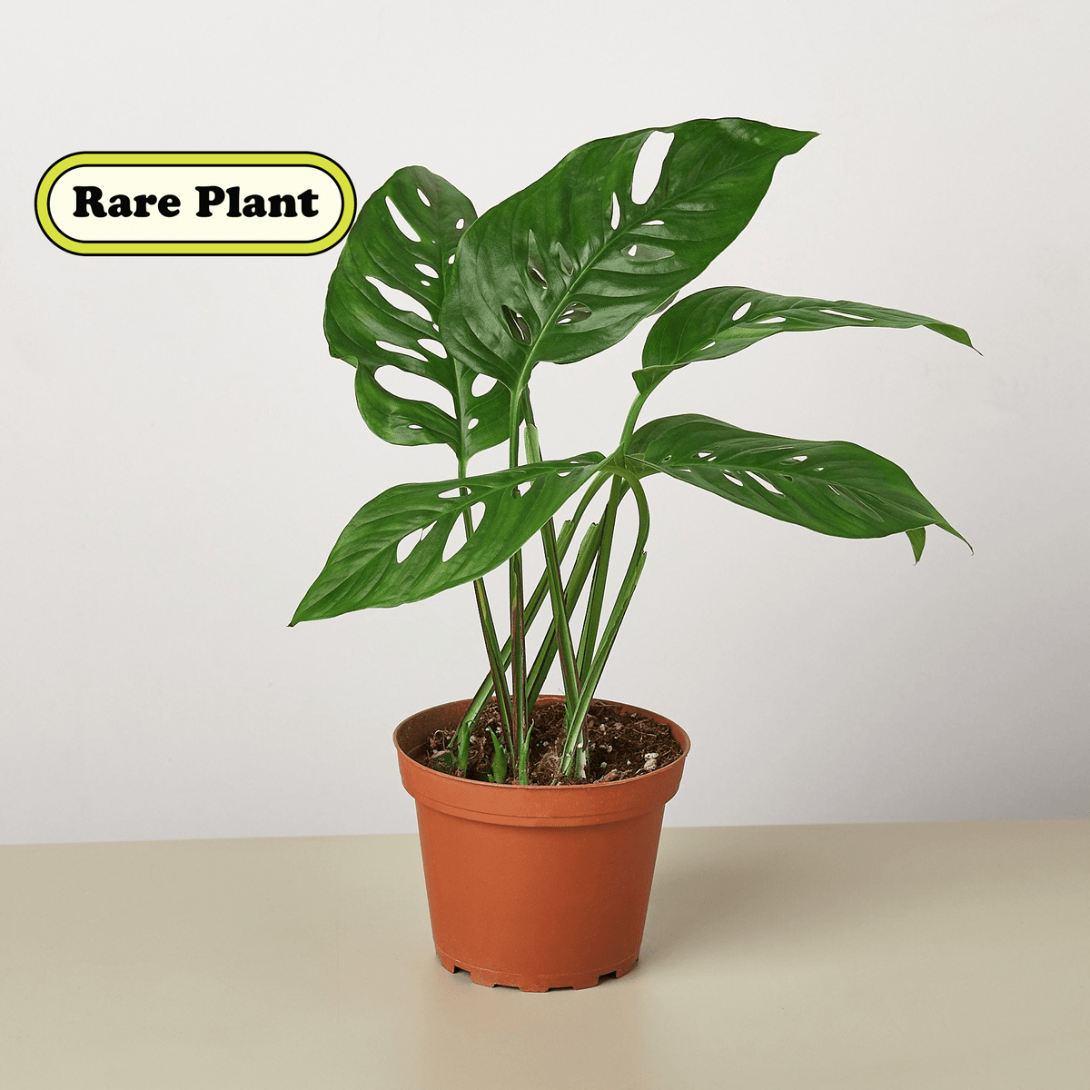 Monstera Adansonii 'Swiss Cheese' - Garden Gets