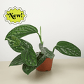 Monstera 'Peru' - Garden Gets