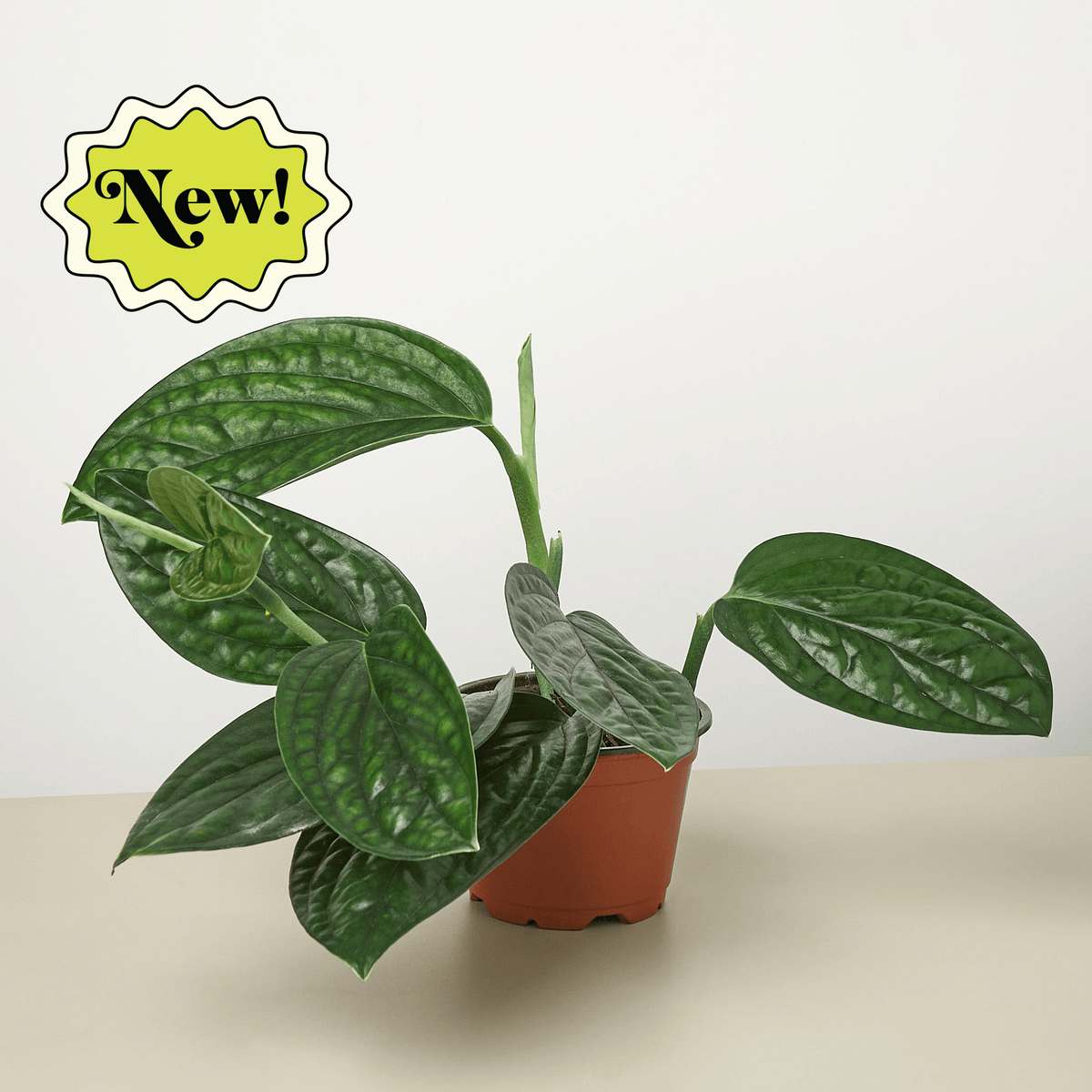 Monstera 'Peru' - Garden Gets