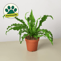 Bird's Nest 'Victoria' Fern - Garden Gets
