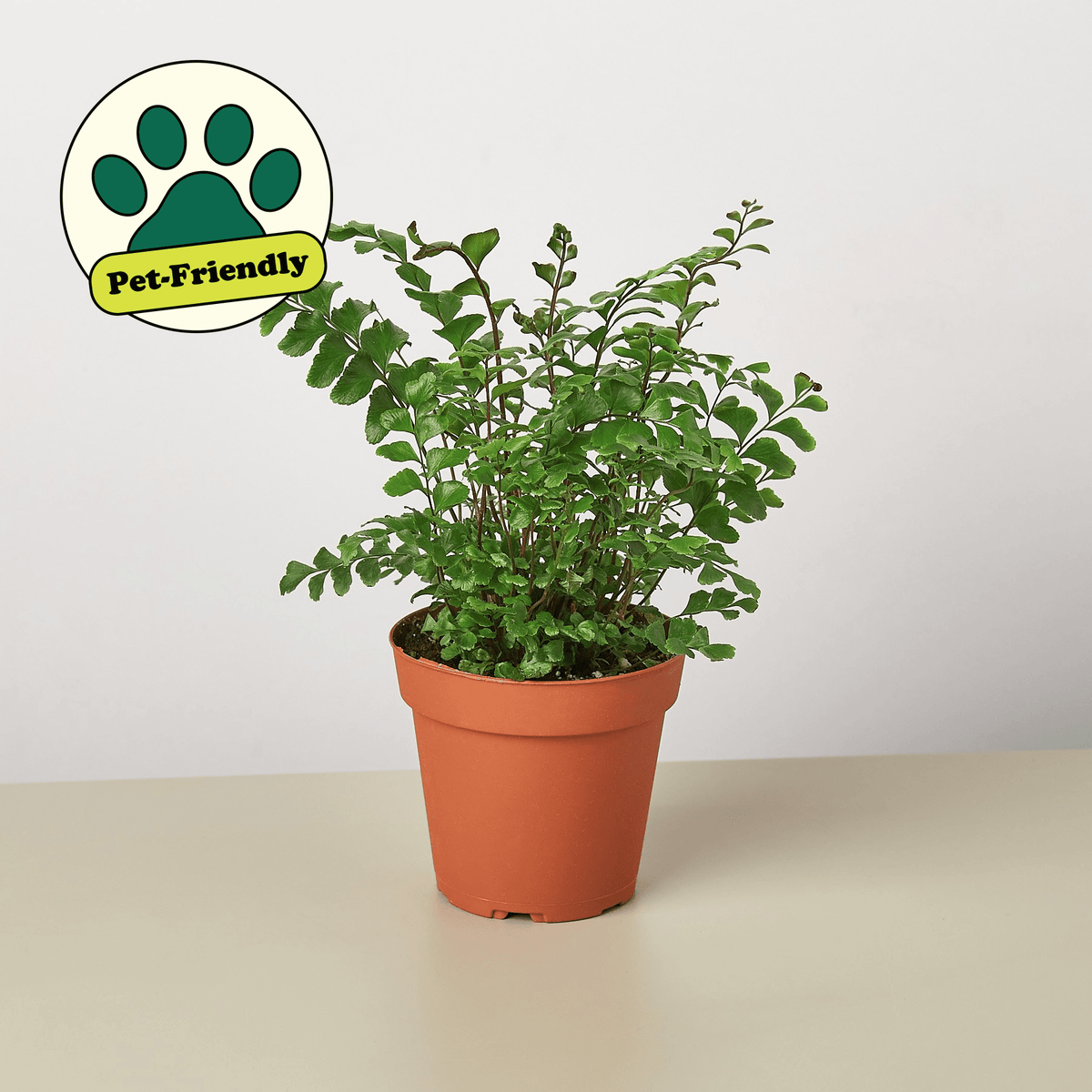 Mahogany Fern - Garden Gets