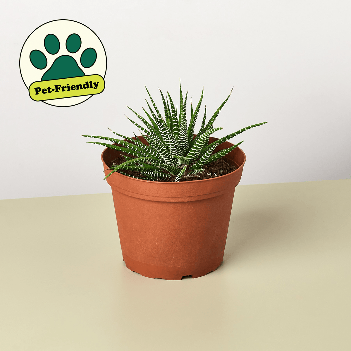 Zebra Succulent - Garden Gets