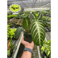 Xanthosoma 'Lendenii' - Garden Gets
