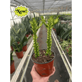 Euphorbia 'Mint Cream' - Garden Gets