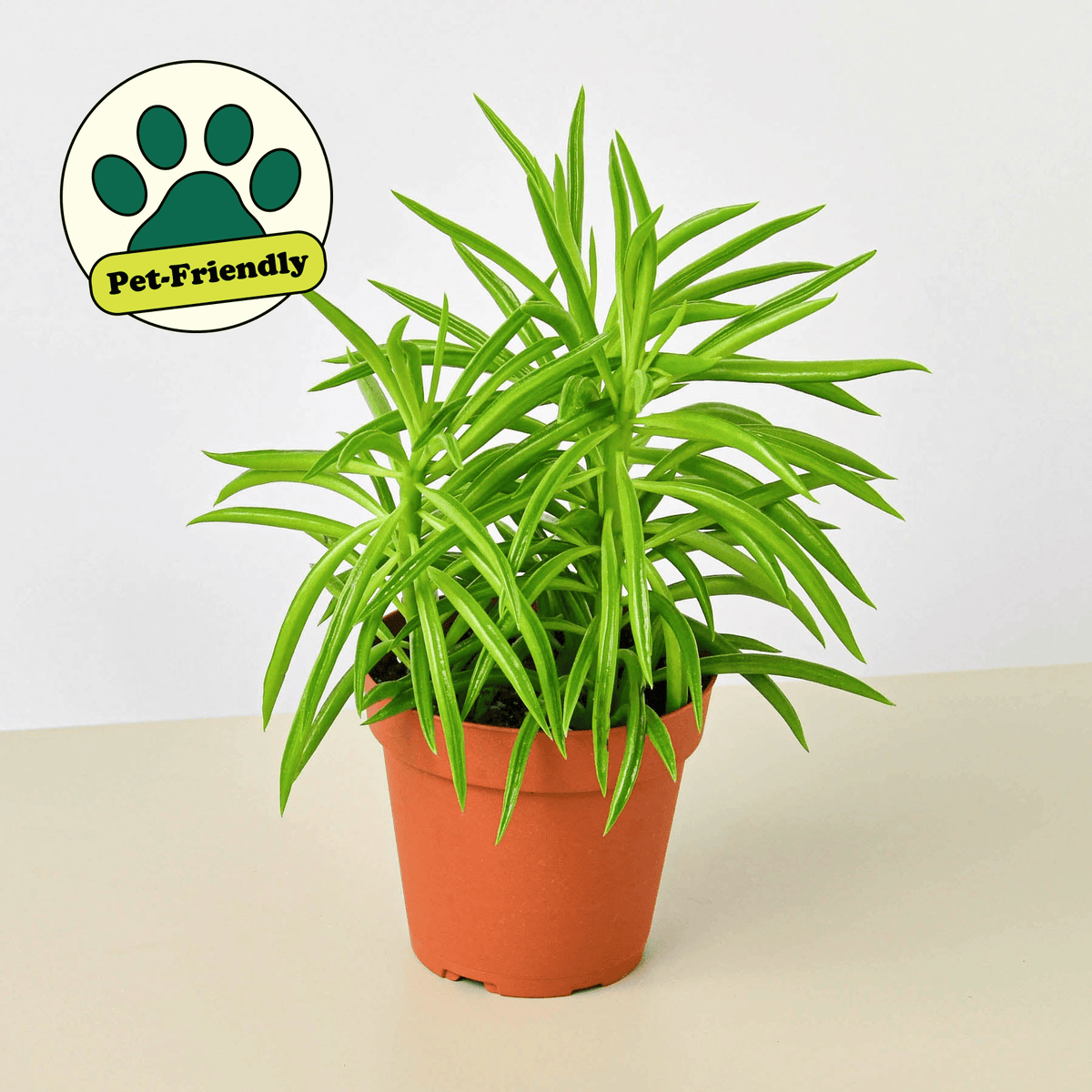 Peperomia 'Green Bean' - Garden Gets
