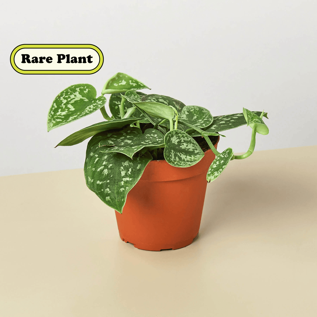 Pothos 'Satin' - Garden Gets