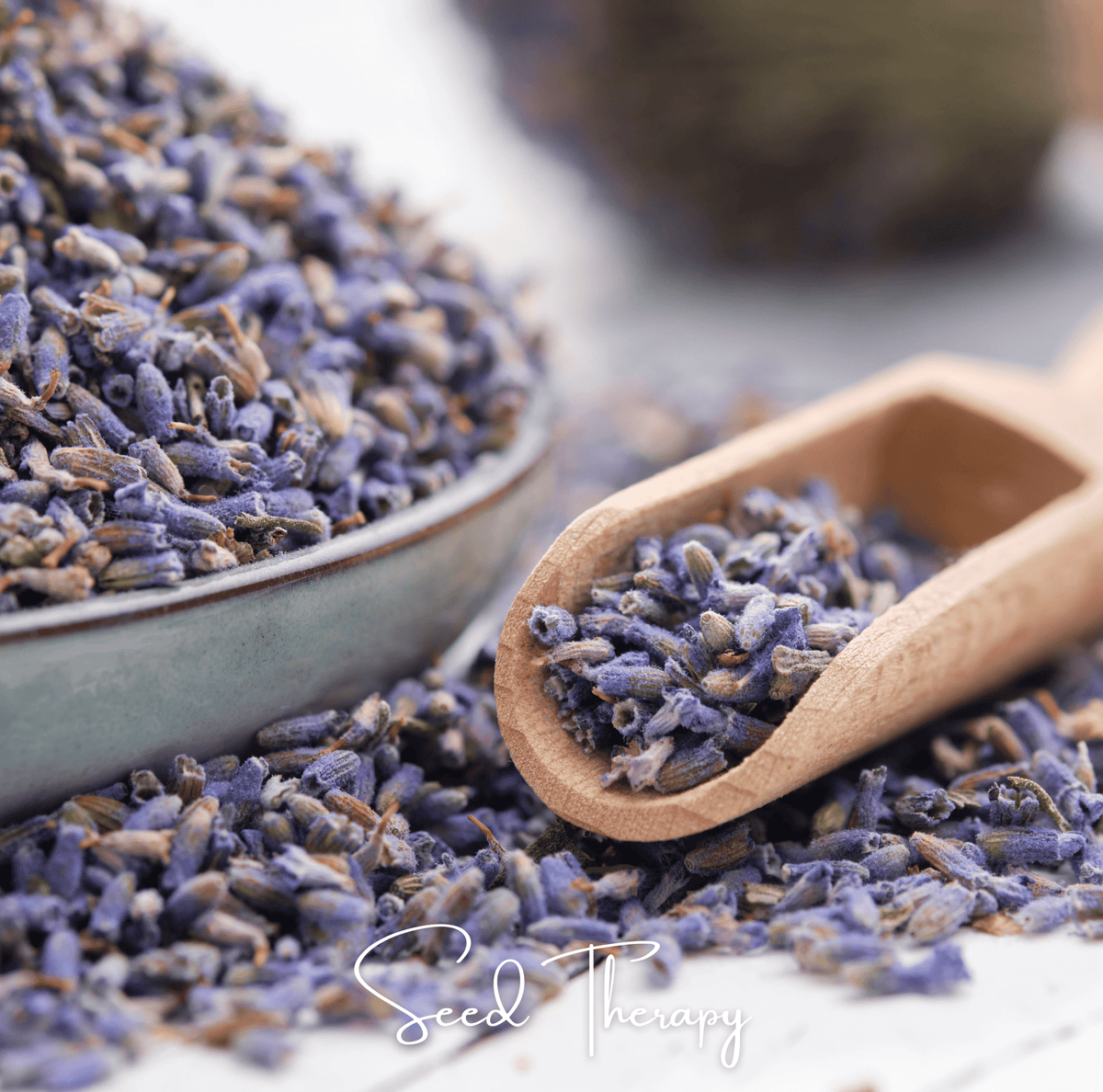 English Lavender – 100 Seeds - Garden Gets