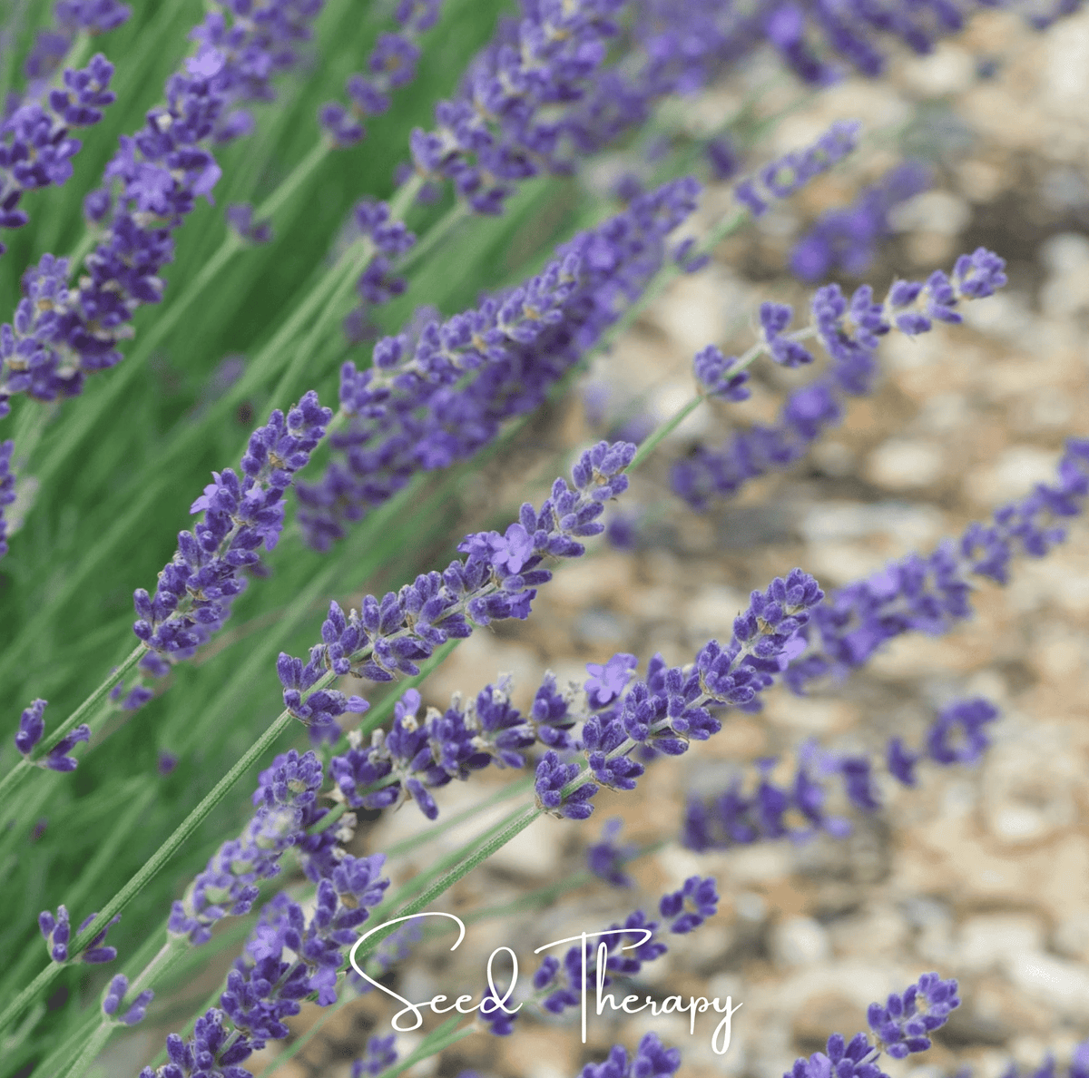 English Lavender – 100 Seeds - Garden Gets