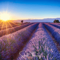 English Lavender – 100 Seeds - Garden Gets