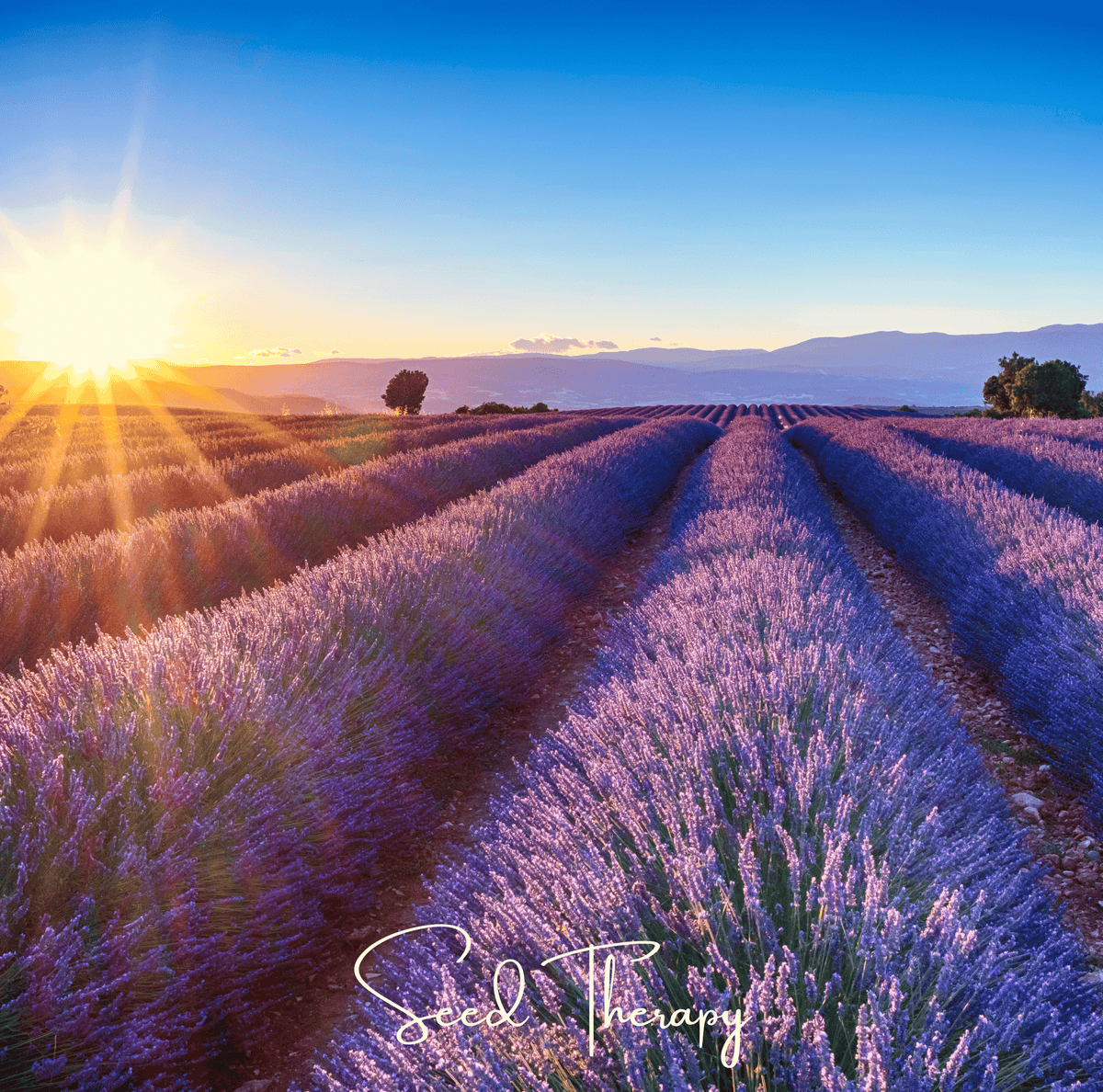 English Lavender – 100 Seeds - Garden Gets