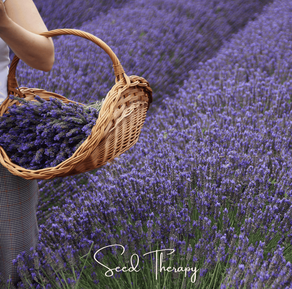 English Lavender – 100 Seeds - Garden Gets
