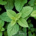 Lemon Balm – 100 Seeds - Garden Gets