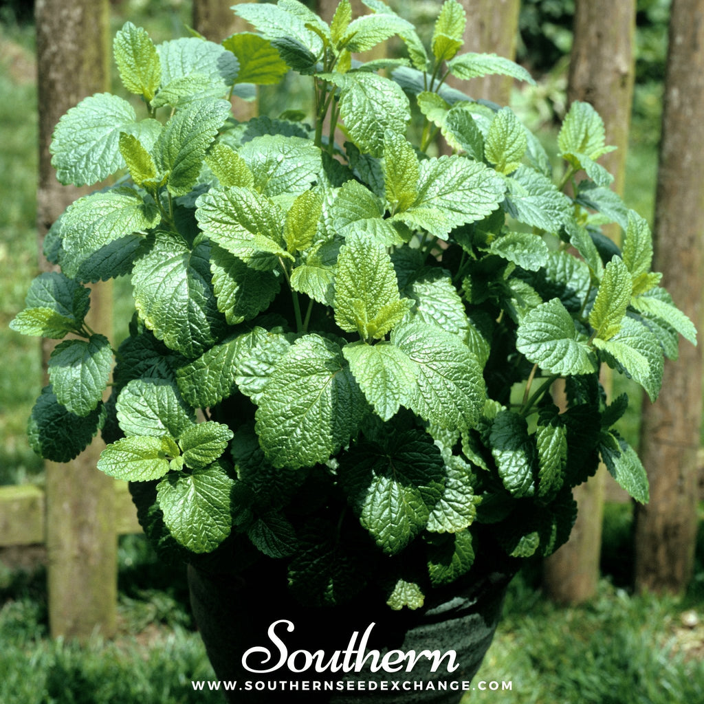 Lemon Balm – 100 Seeds - Garden Gets