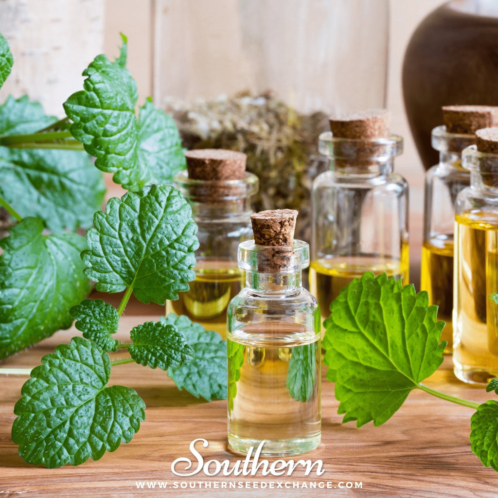Lemon Balm – 100 Seeds - Garden Gets