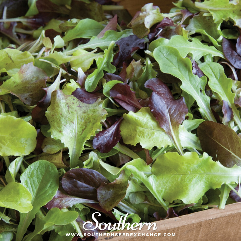 Gourmet Mix Lettuce – 500 Seeds - Garden Gets