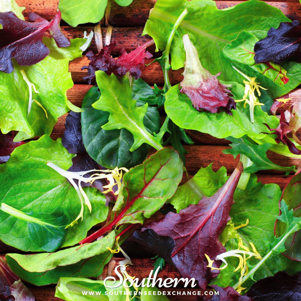 Gourmet Mix Lettuce – 500 Seeds - Garden Gets