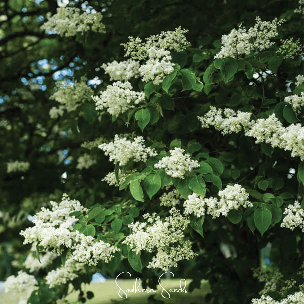 Japanese Tree Lilac – 30 Seeds - Garden Gets