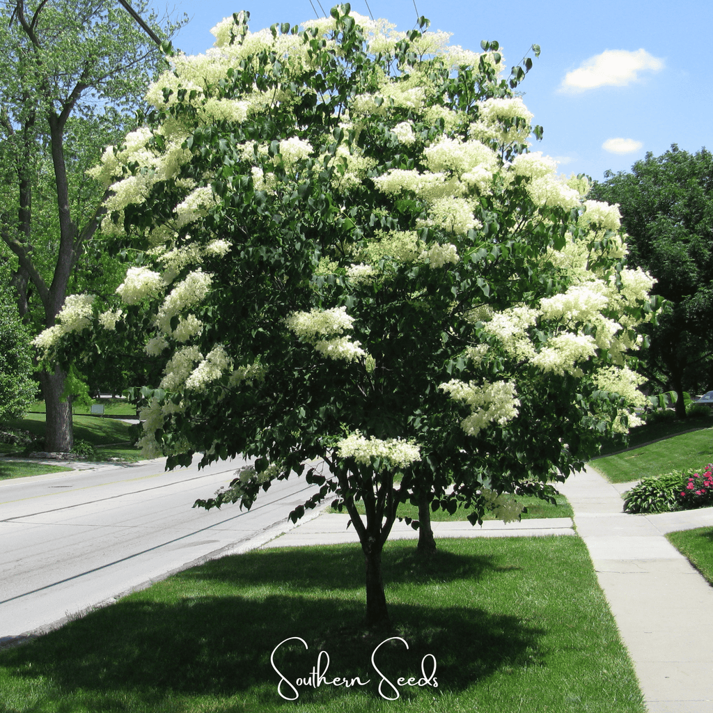 Japanese Tree Lilac – 30 Seeds - Garden Gets