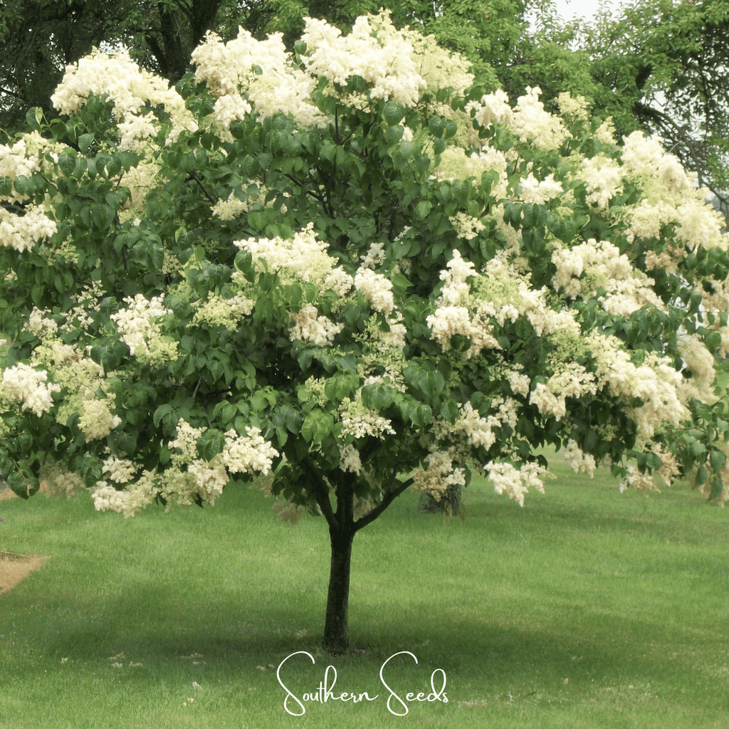 Japanese Tree Lilac – 30 Seeds - Garden Gets