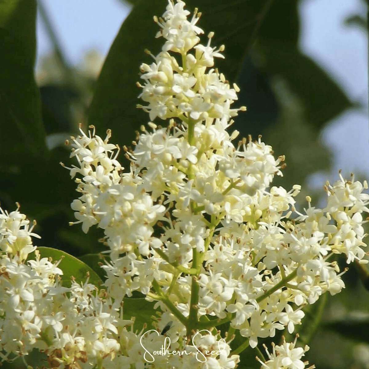 Japanese Tree Lilac – 30 Seeds - Garden Gets