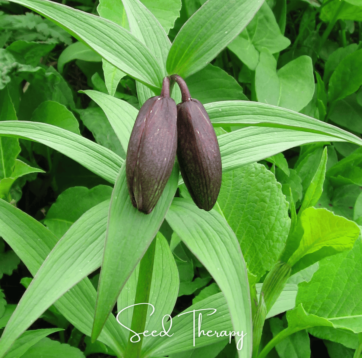 Chocolate Lily – 10 Seeds - Garden Gets