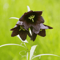 Chocolate Lily – 10 Seeds - Garden Gets