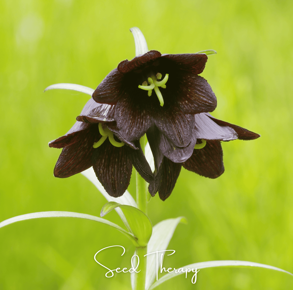 Chocolate Lily – 10 Seeds - Garden Gets