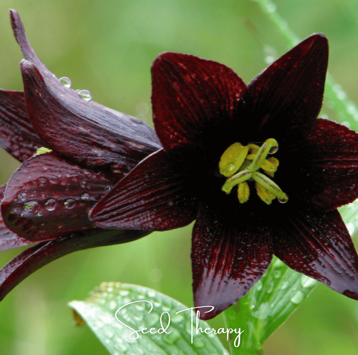 Chocolate Lily – 10 Seeds - Garden Gets