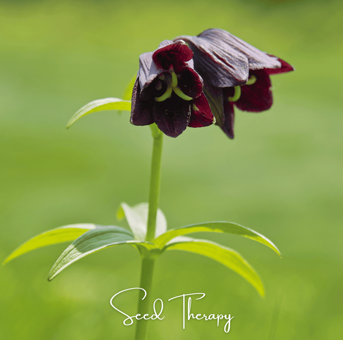 Chocolate Lily – 10 Seeds - Garden Gets