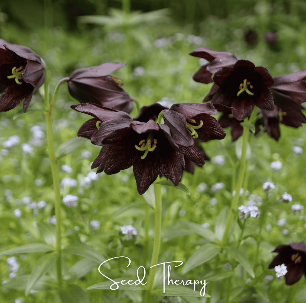 Chocolate Lily – 10 Seeds - Garden Gets