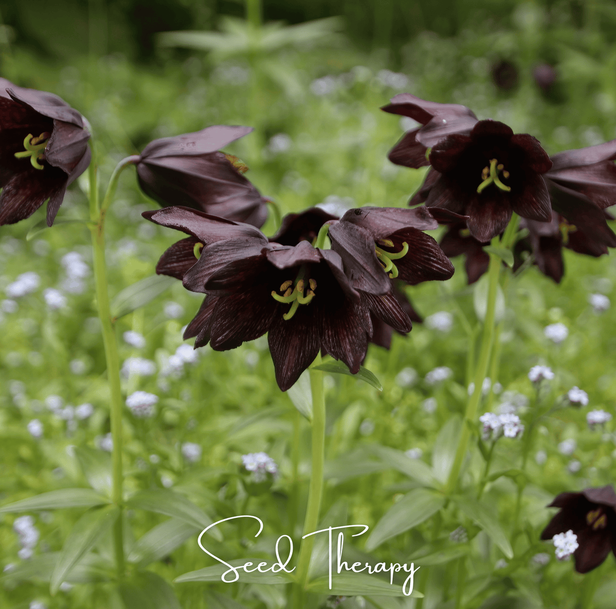 Chocolate Lily – 10 Seeds - Garden Gets