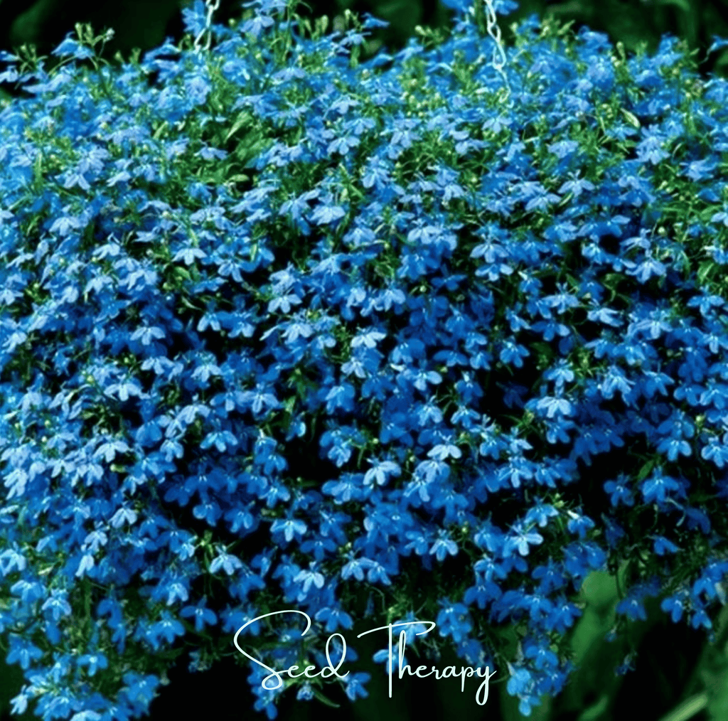 Blue Carpet Lobelia – 100 Seeds - Garden Gets