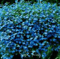 Blue Carpet Lobelia – 100 Seeds - Garden Gets