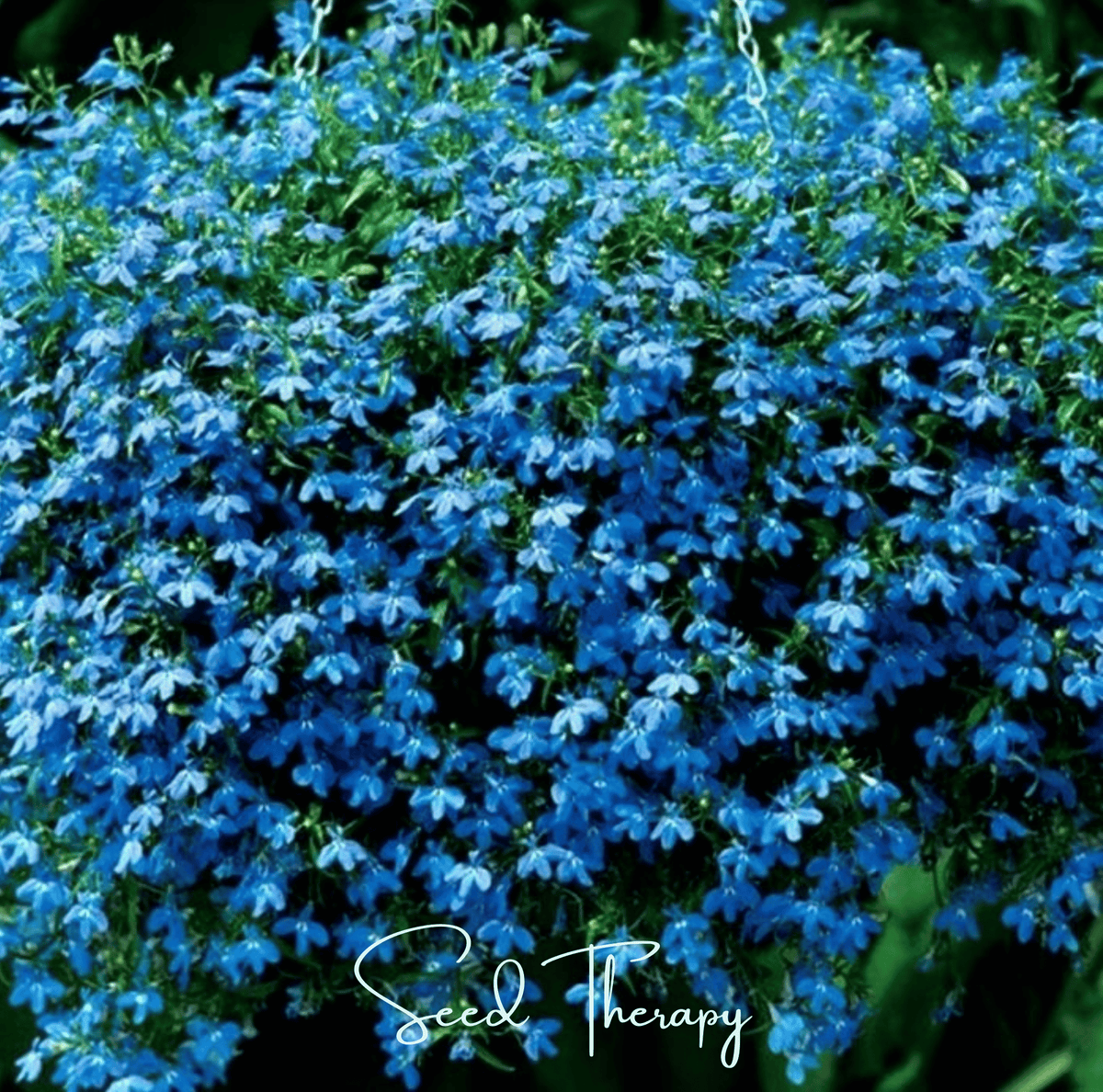 Blue Carpet Lobelia – 100 Seeds - Garden Gets