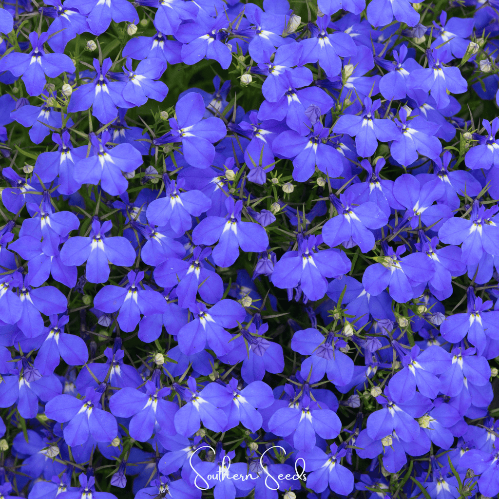 Blue Carpet Lobelia – 100 Seeds - Garden Gets