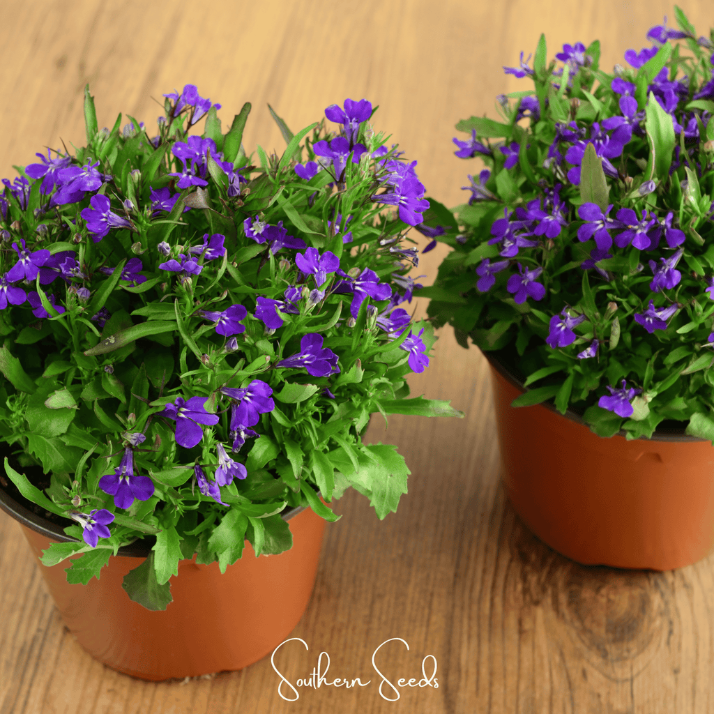 Blue Carpet Lobelia – 100 Seeds - Garden Gets