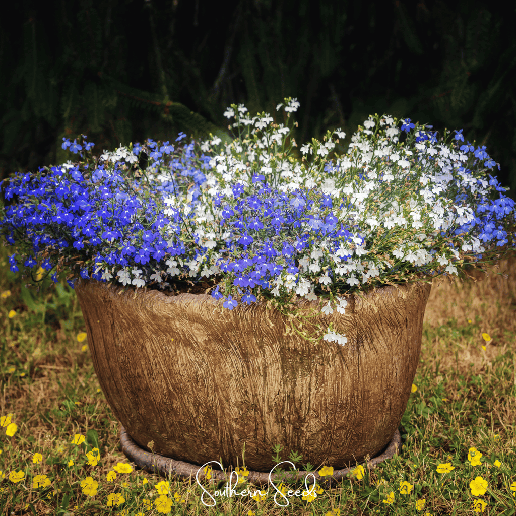 Blue Carpet Lobelia – 100 Seeds - Garden Gets