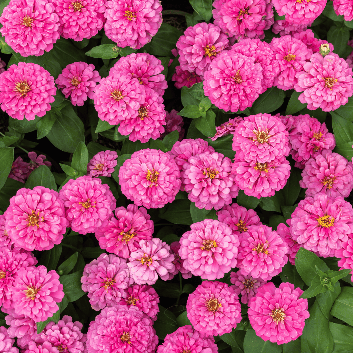 Luminosa Zinnia – 100 Seeds - Garden Gets