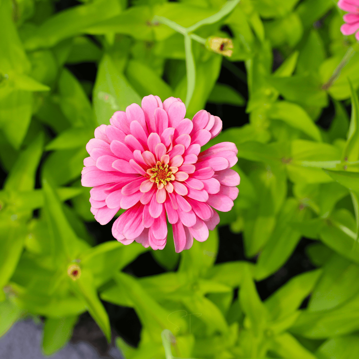 Luminosa Zinnia – 100 Seeds - Garden Gets