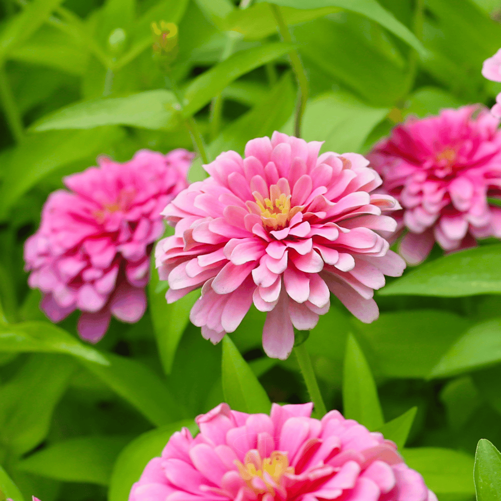 Luminosa Zinnia – 100 Seeds - Garden Gets