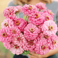 Luminosa Zinnia – 100 Seeds - Garden Gets