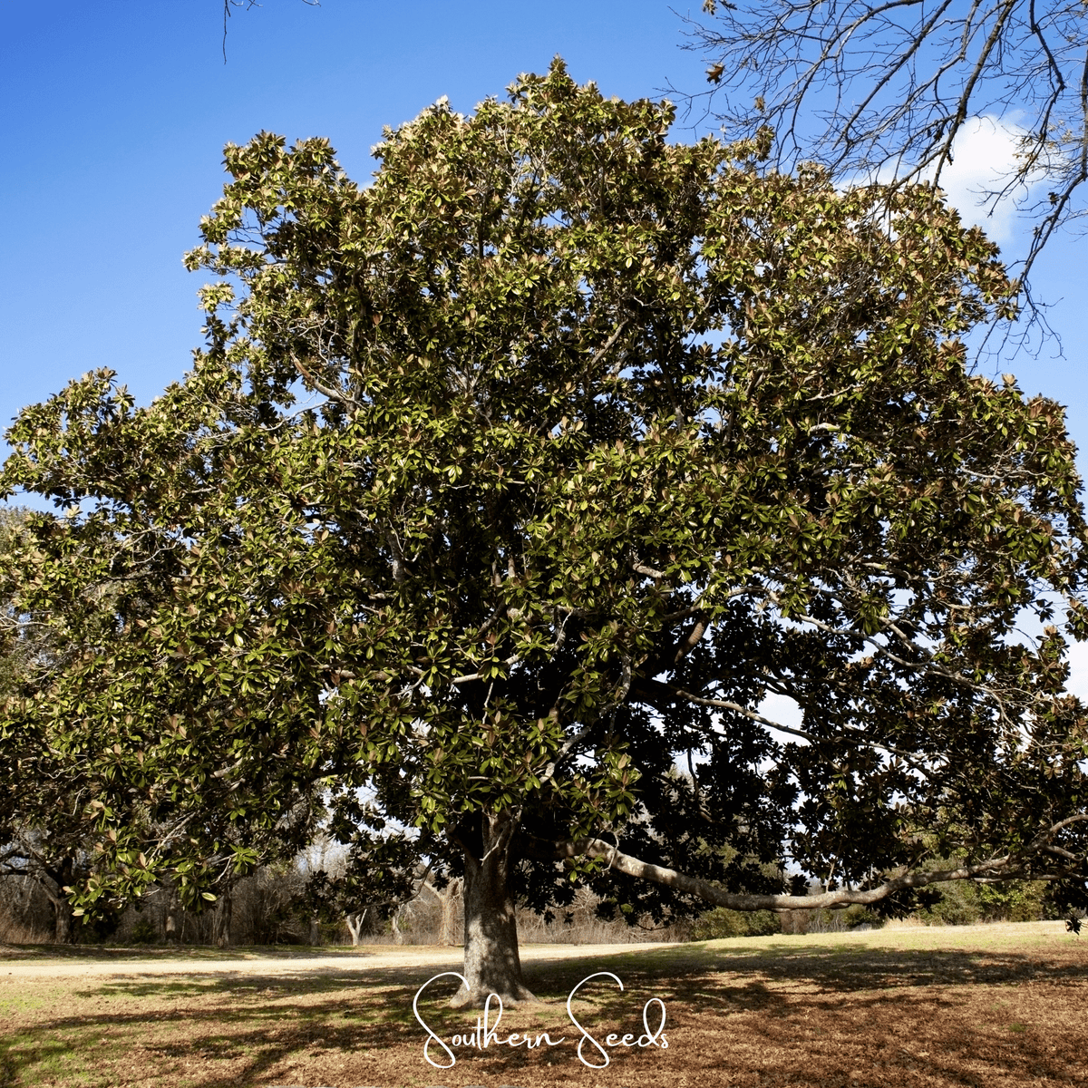 Southern Magnolia – 5 Seeds - Garden Gets