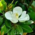 Southern Magnolia – 5 Seeds - Garden Gets