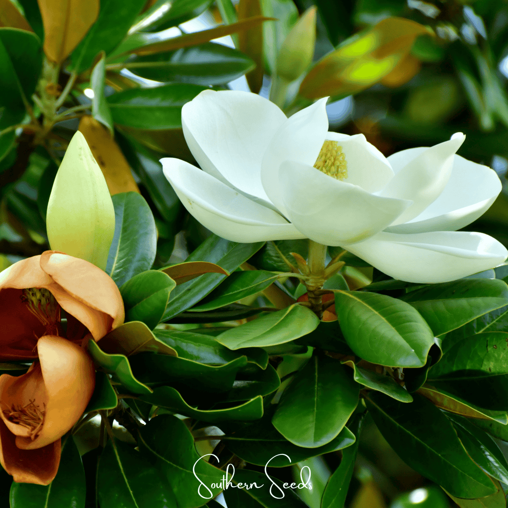 Southern Magnolia – 5 Seeds - Garden Gets