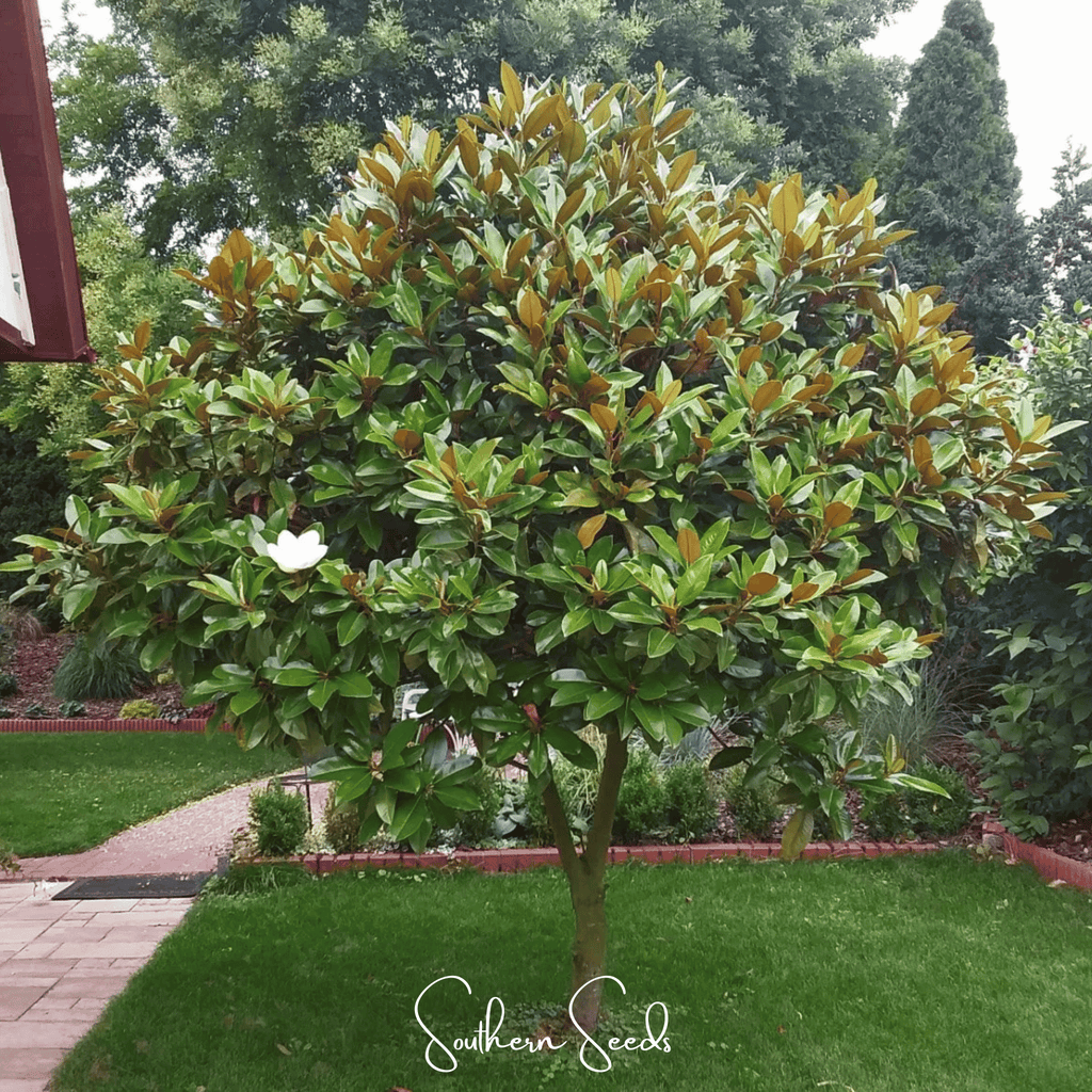Southern Magnolia – 5 Seeds - Garden Gets