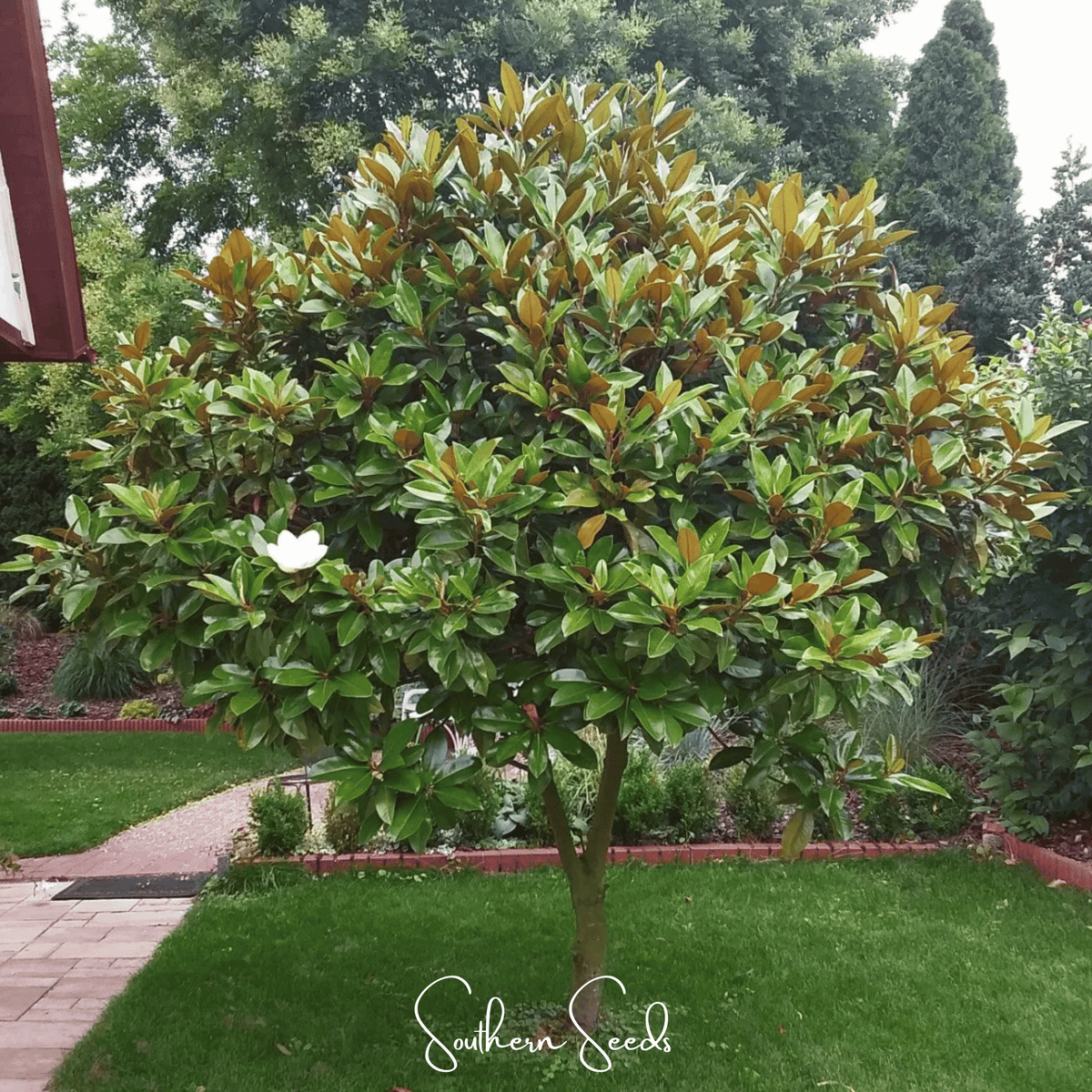 Southern Magnolia – 5 Seeds - Garden Gets